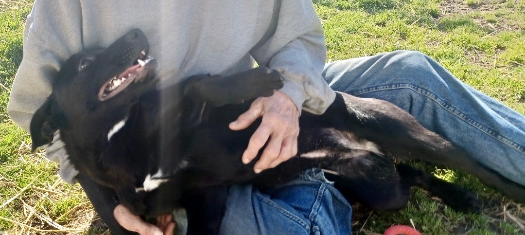 Enlarge Dawn, a Adopted mixed breed in Newport, AR image 4/10