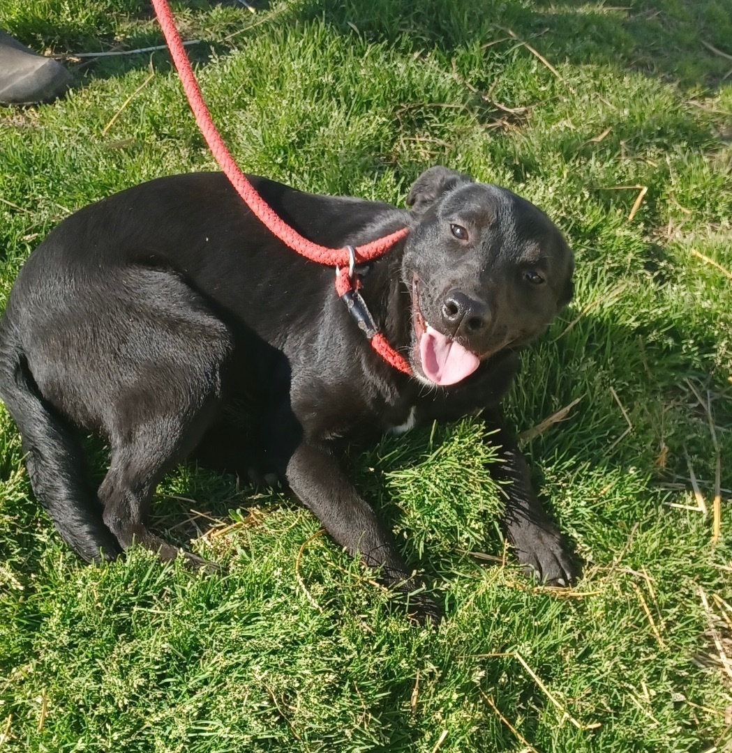 Enlarge Dawn, a Adopted mixed breed in Newport, AR image 5/10