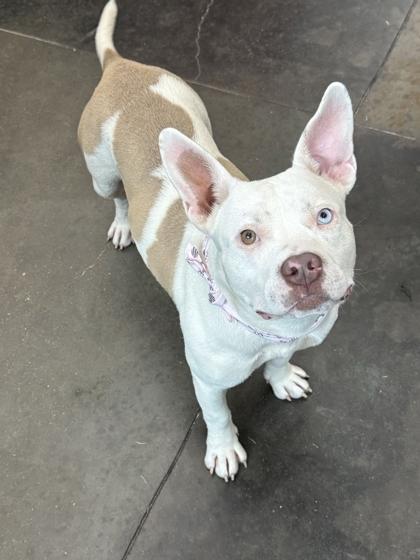 Enlarge Iceland, a Adoptable mixed breed in Memphis, TN image 1/2