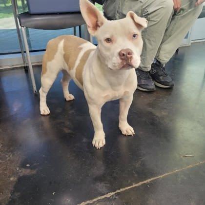 Enlarge Iceland, a Adoptable mixed breed in Memphis, TN image 2/2