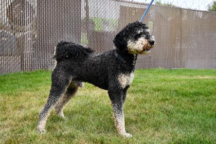 Max, Adoptable, Adult Male Standard Poodle & Poodle.