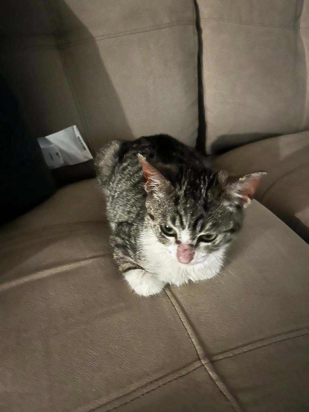 bug, Adoptable, Young Female Domestic Short Hair.