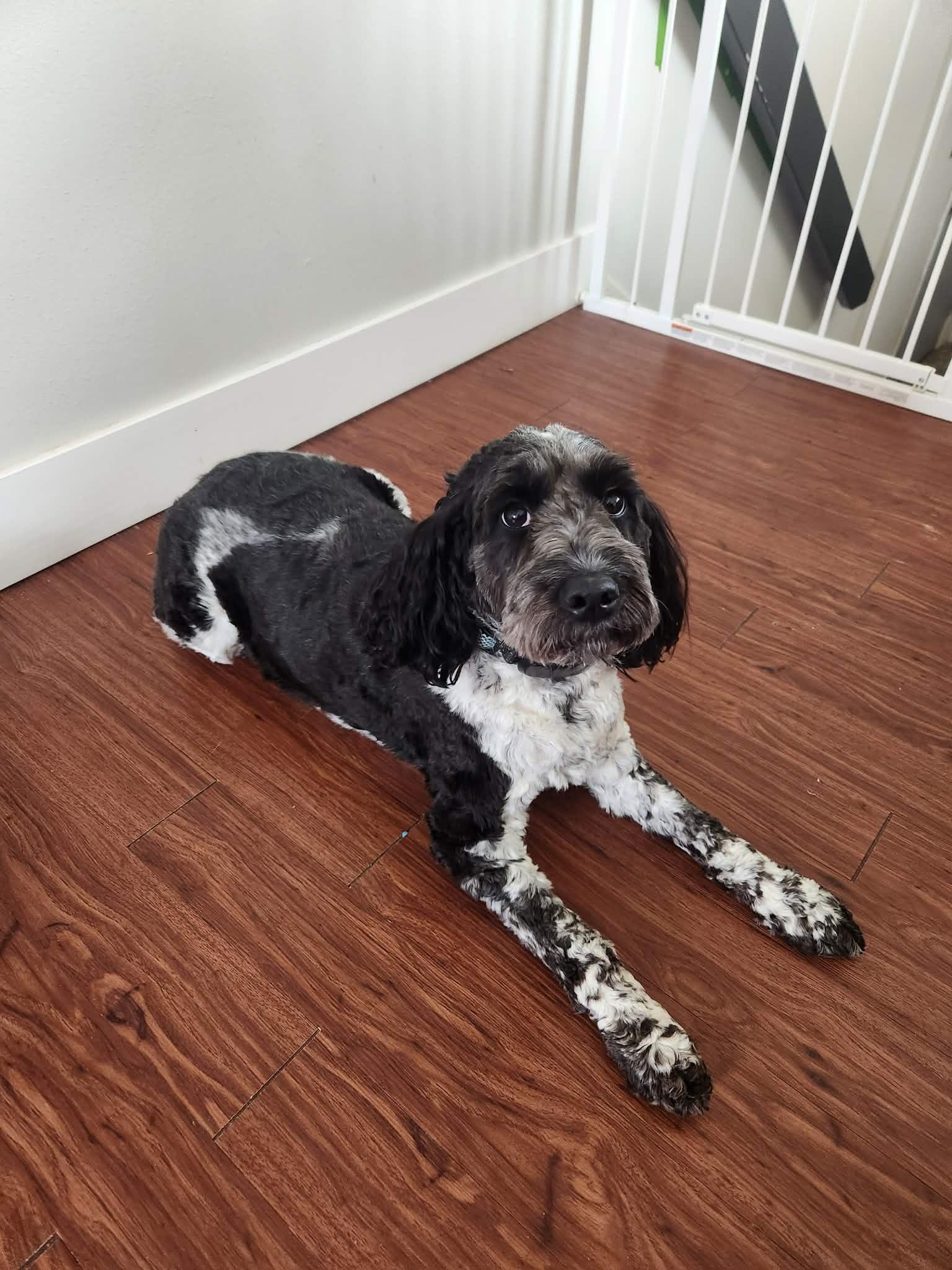 Crew, adopted, Young Male Mixed Breed.