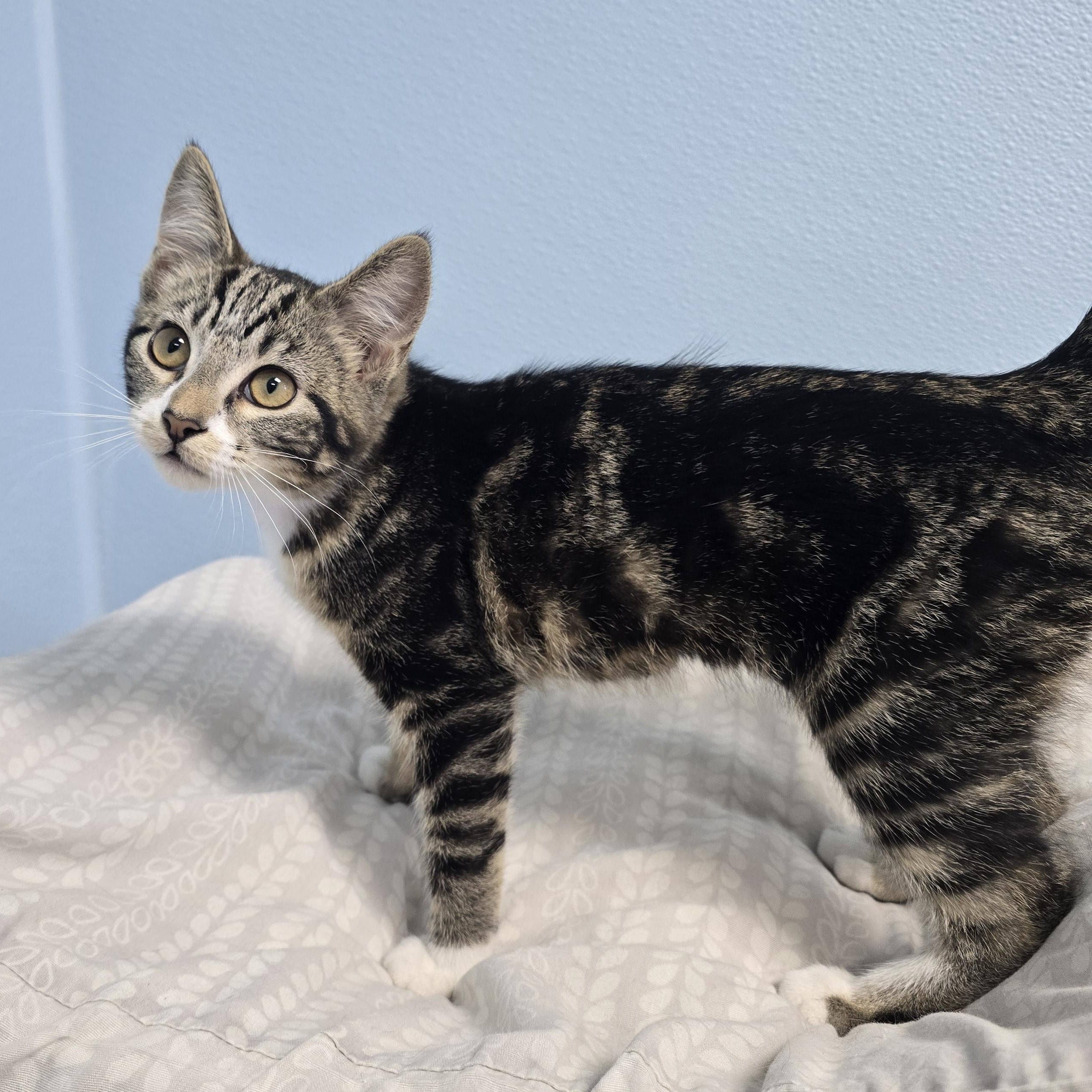 Glimmer, ADOPTABLE, Kitten Female Domestic Short Hair.