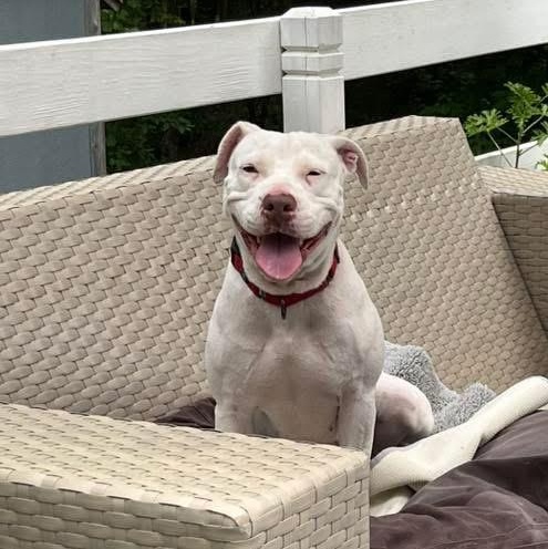 Luna, Adoptable, Adult Female American Staffordshire Terrier.
