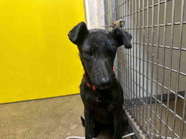 A1946542, Adoptable, Young Female Terrier.