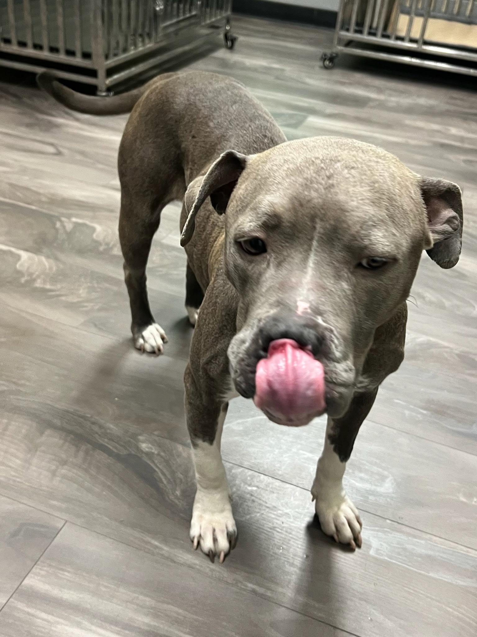 Shay, ADOPTABLE, Adult Female Pit Bull Terrier.