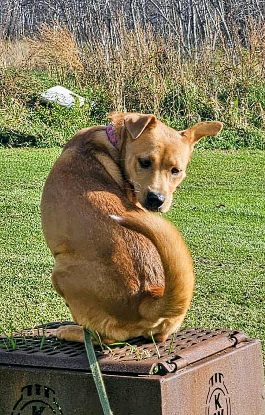 Pepper (20260302-02) — thumbnail 3