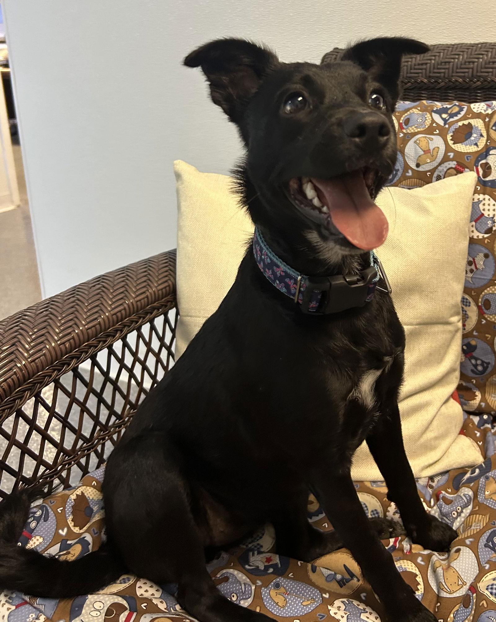 Enlarge Zuri, a Adoptable Terrier in Steeleville, IL image 1/3