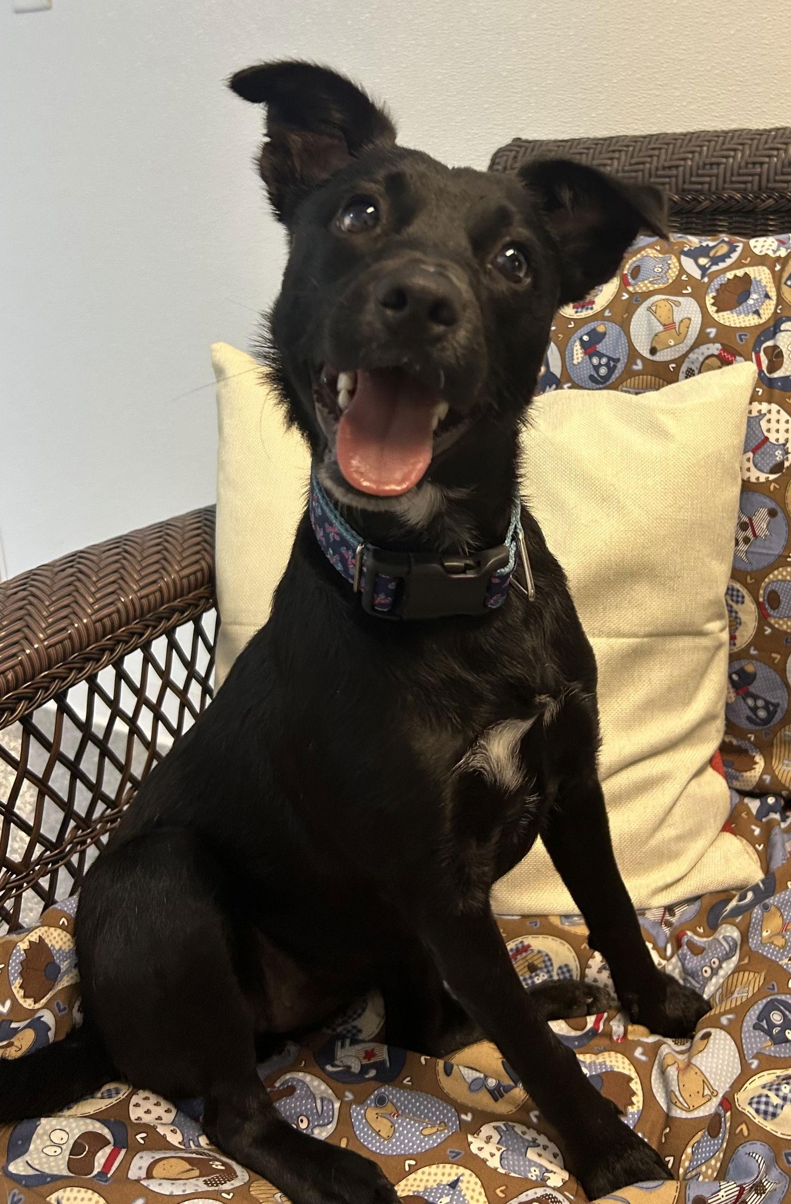 Enlarge Zuri, a Adoptable Terrier in Steeleville, IL image 2/3