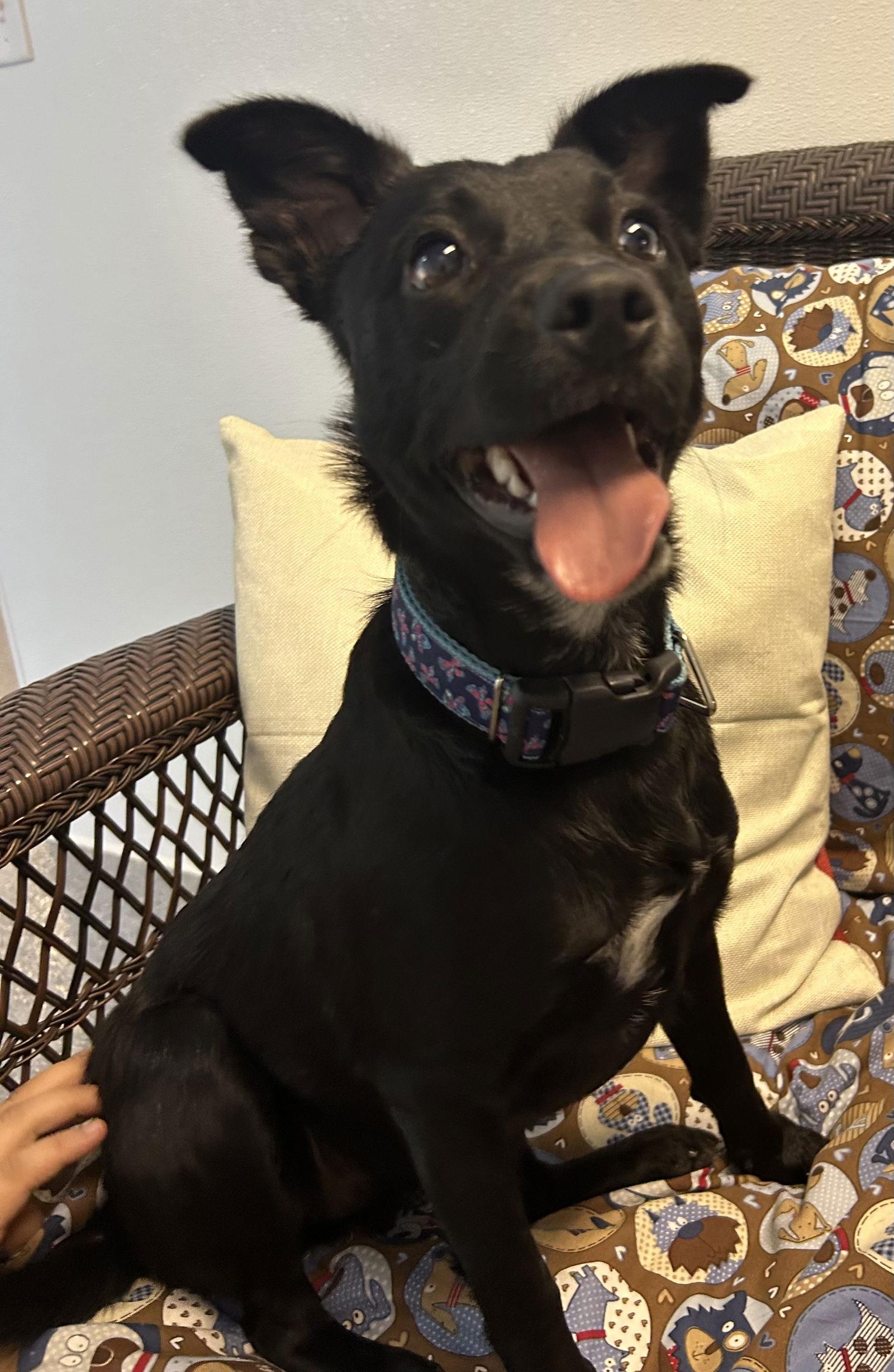 Enlarge Zuri, a Adoptable Terrier in Steeleville, IL image 3/3