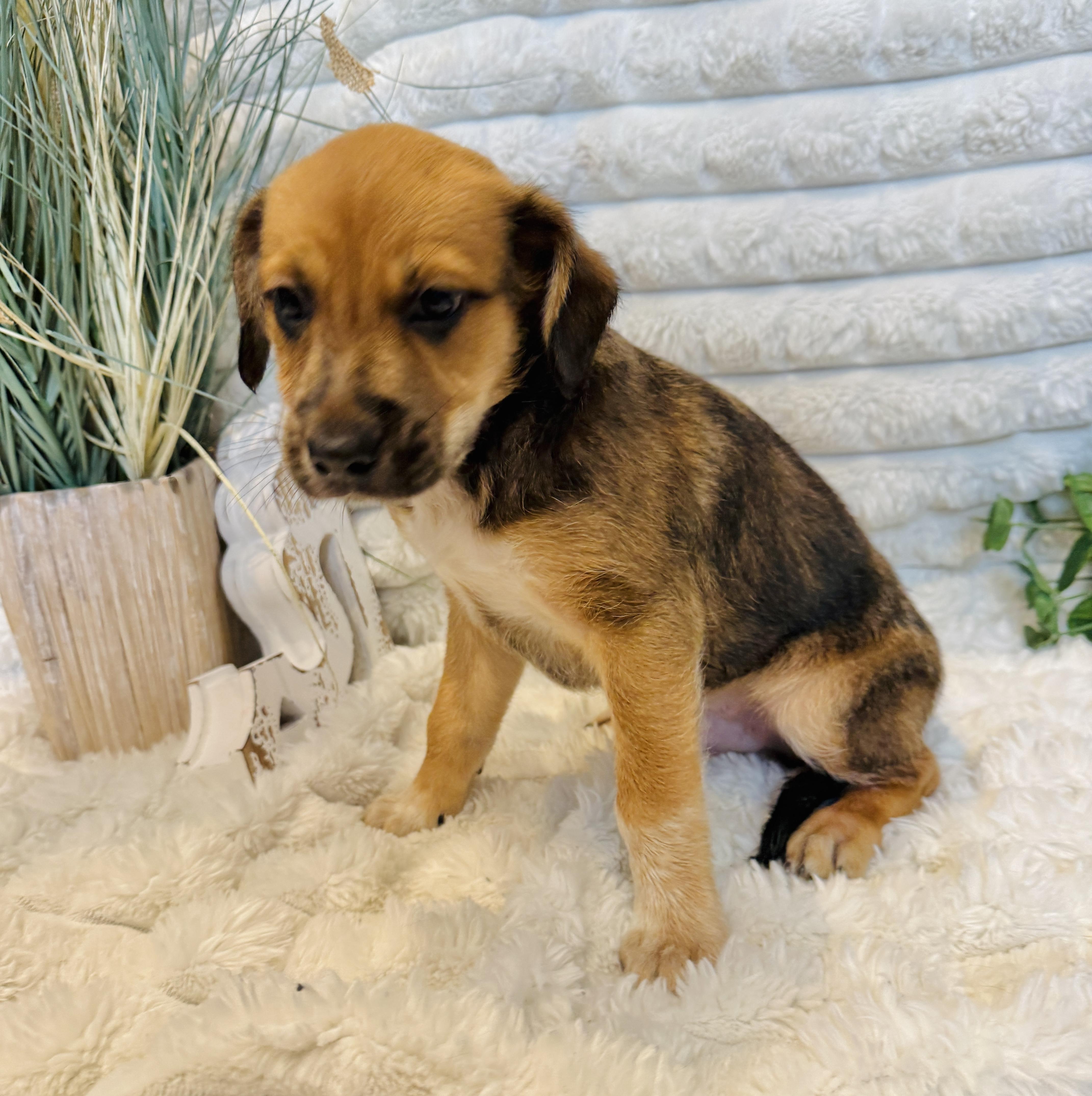 Fiesty, ADOPTABLE, Puppy Male Australian Shepherd.