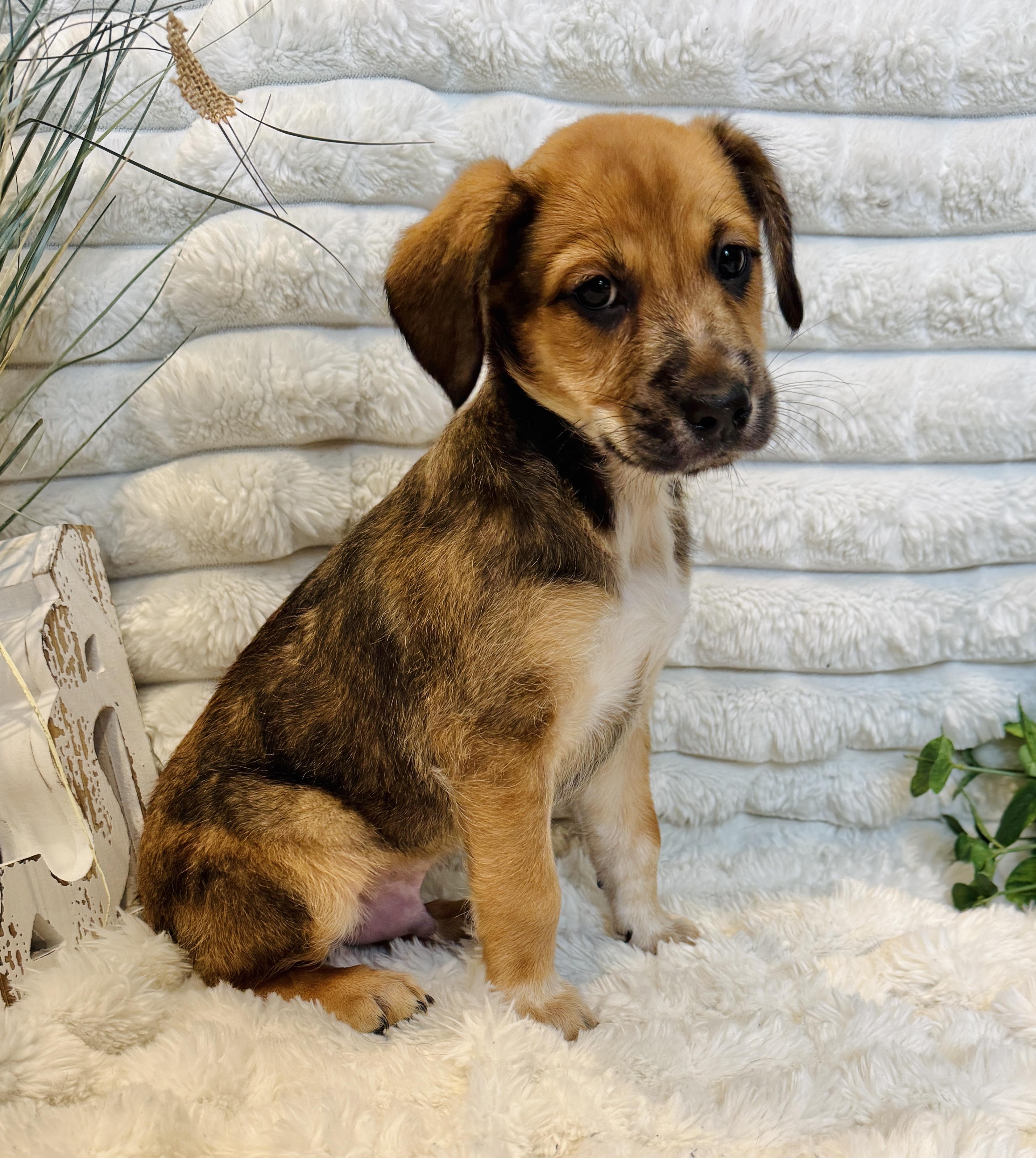 Fiesty, a ADOPTABLE mixed breed in Hales corners, WI image 2/3