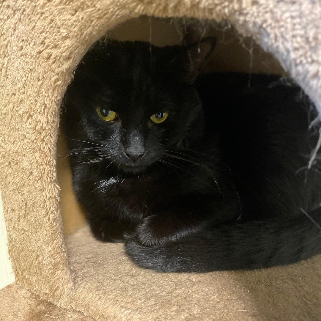 Marshall, an adoptable Domestic Short Hair in Kankakee, IL image 3/3