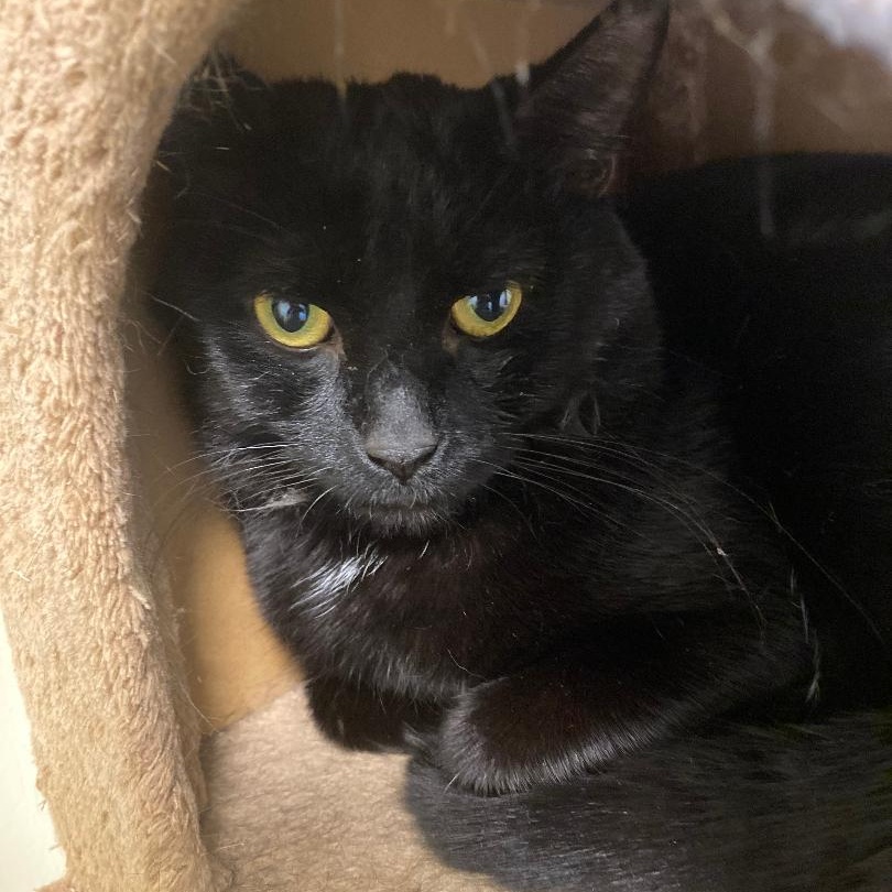 Marshall, adoptable, Young Male Domestic Short Hair.