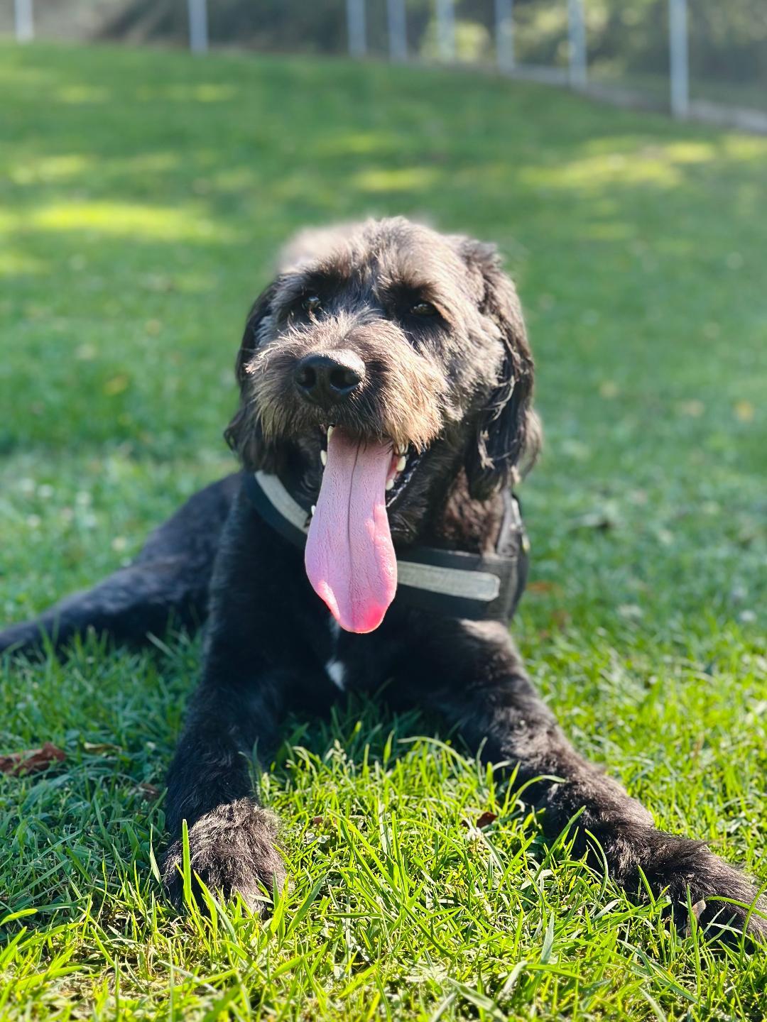Garvey, Adoptable, Adult Male Labradoodle.