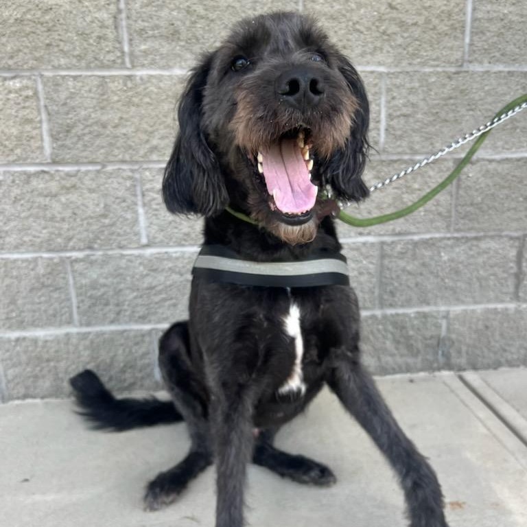 Garvey, an adoptable Labradoodle, Coonhound in Greensburg, PA, 15601 | Photo Image 2
