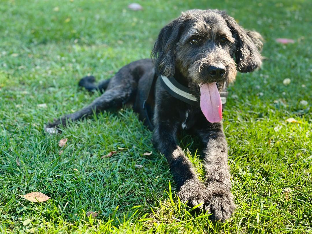 Garvey, an adoptable Labradoodle in Greensburg, PA, 15601 | Photo Image 2
