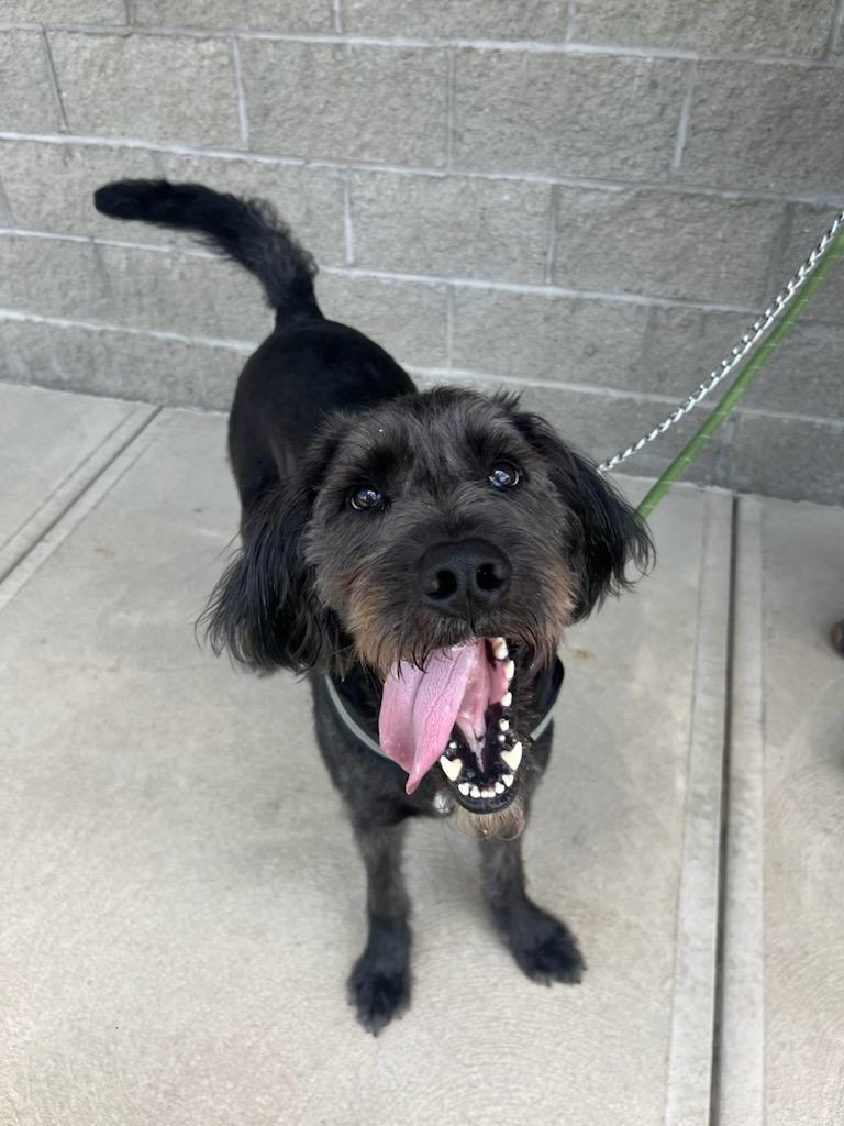 Garvey, an adoptable Labradoodle, Coonhound in Greensburg, PA, 15601 | Photo Image 1