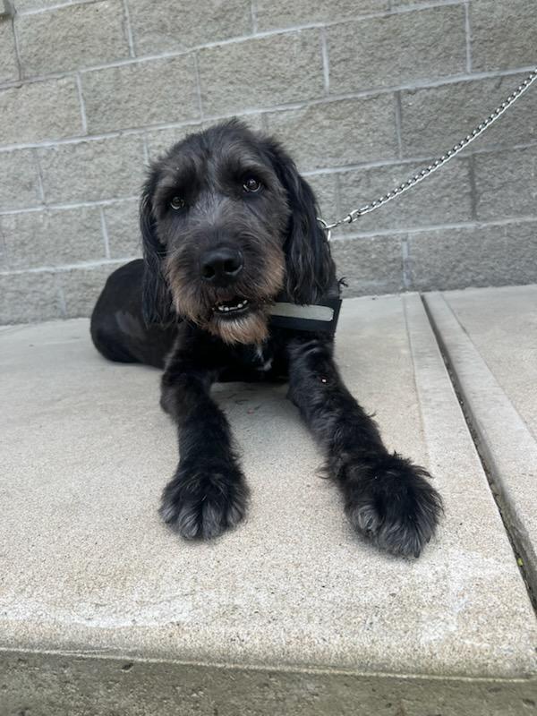 Garvey, an adoptable Labradoodle, Coonhound in Greensburg, PA, 15601 | Photo Image 3