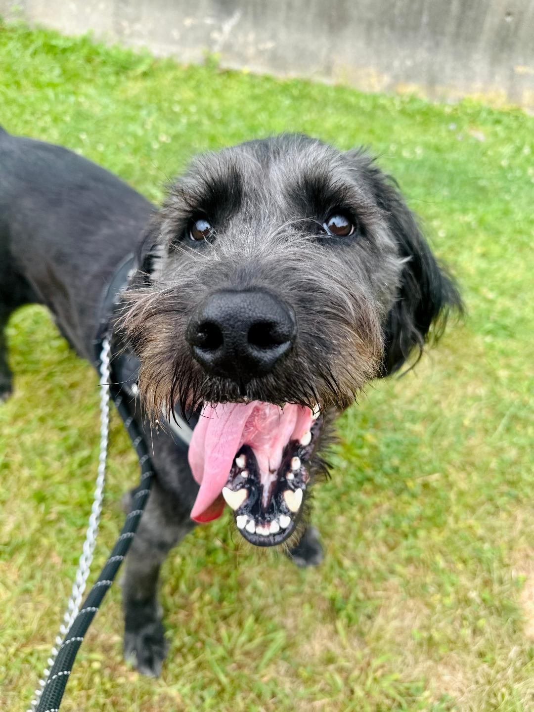 Enlarge Garvey, a Adoptable Labradoodle in Greensburg, PA image 4/6