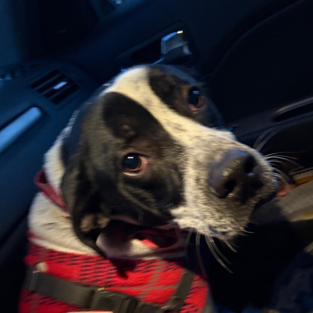 Oreo, Adoptable, Young Male Hound.