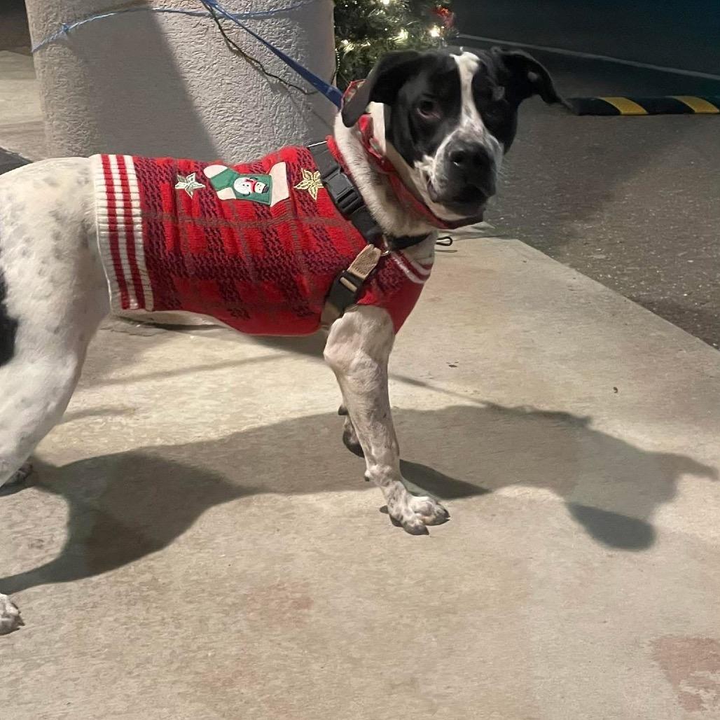 Enlarge Oreo, a Adoptable mixed breed in Galax, VA image 3/5