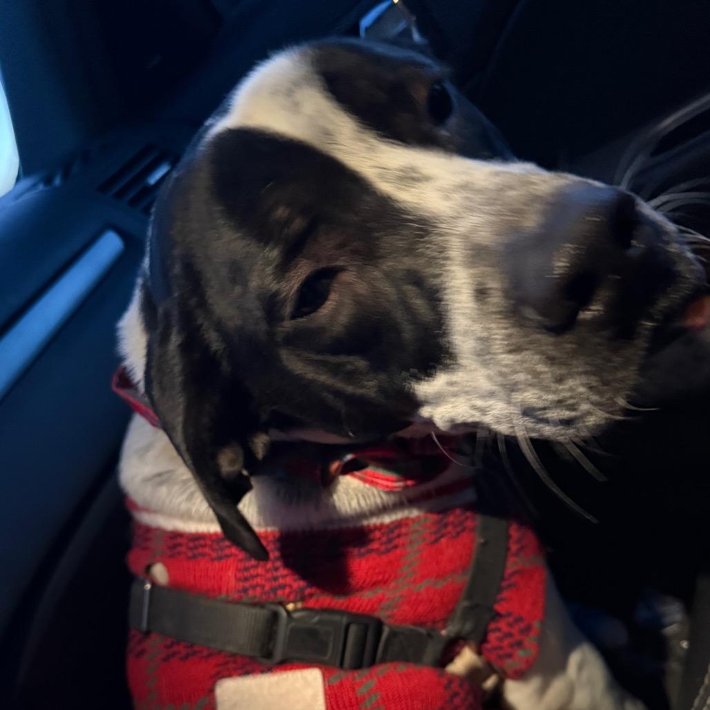 Enlarge Oreo, a Adoptable mixed breed in Galax, VA image 4/5