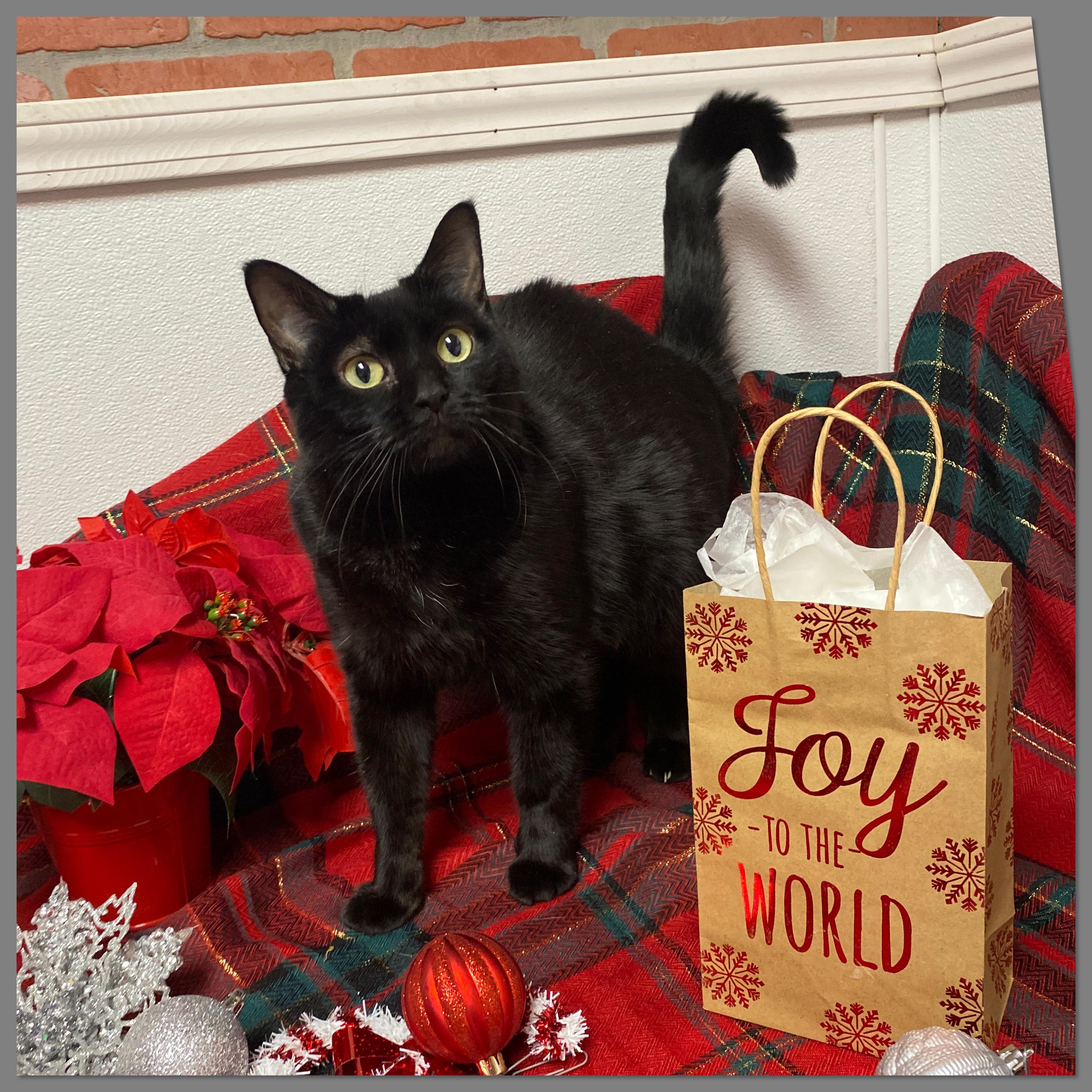 Enlarge Wendy at Elyria Petco!!, an adopted Domestic Short Hair in Elyria, OH image 1/1