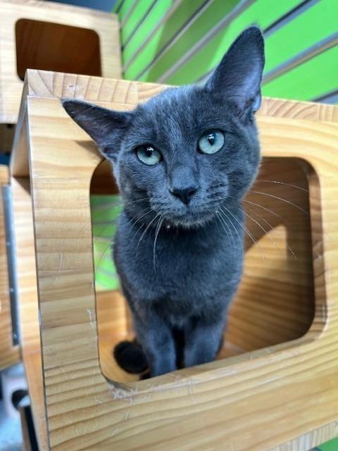 Feliz Navidad — thumbnail 2