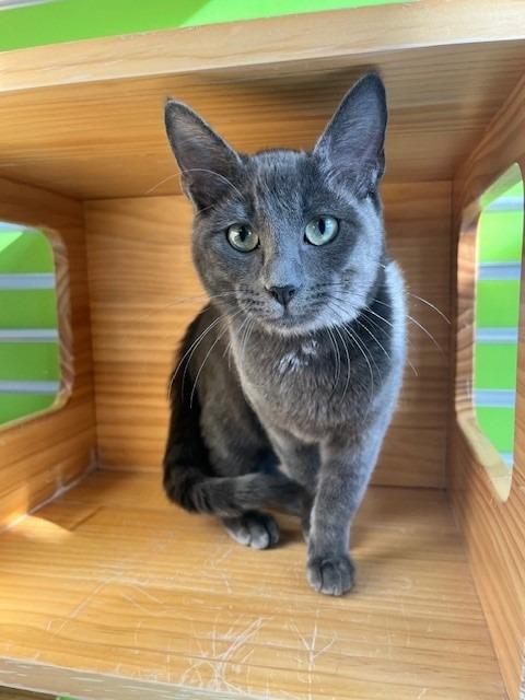 Feliz Navidad — thumbnail 3