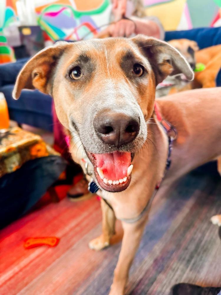 Aurora, Adoptable, Young Female Belgian Shepherd / Malinois & Shepherd.
