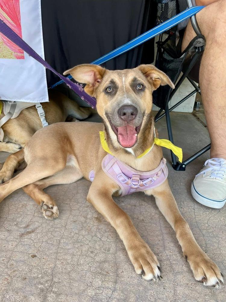 Aurora, a Adoptable mixed breed in Shawnee, OK image 2/6