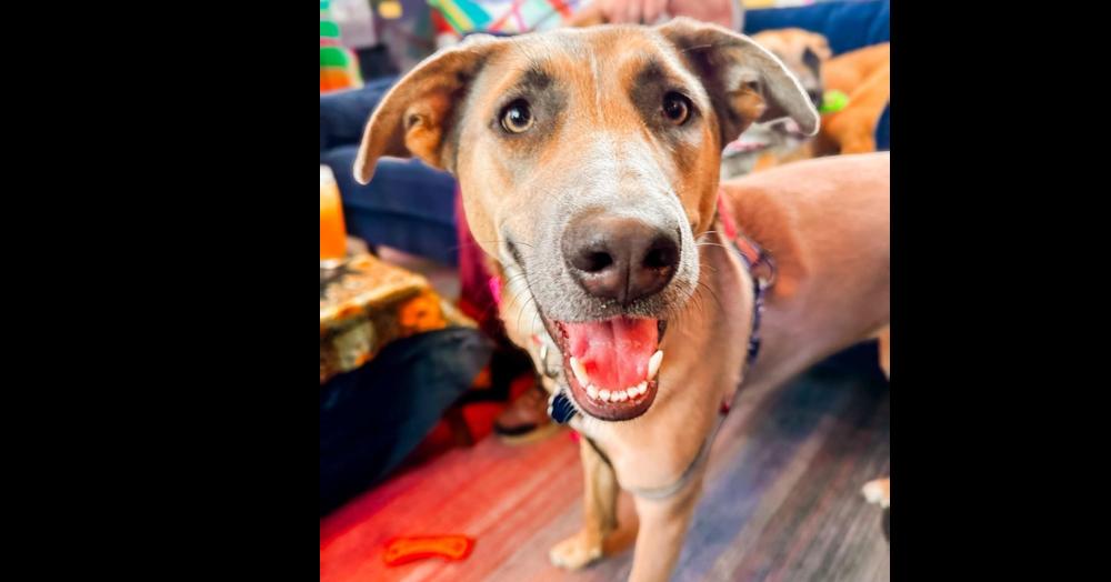 Enlarge Aurora, a Adoptable mixed breed in Shawnee, OK image 2/6