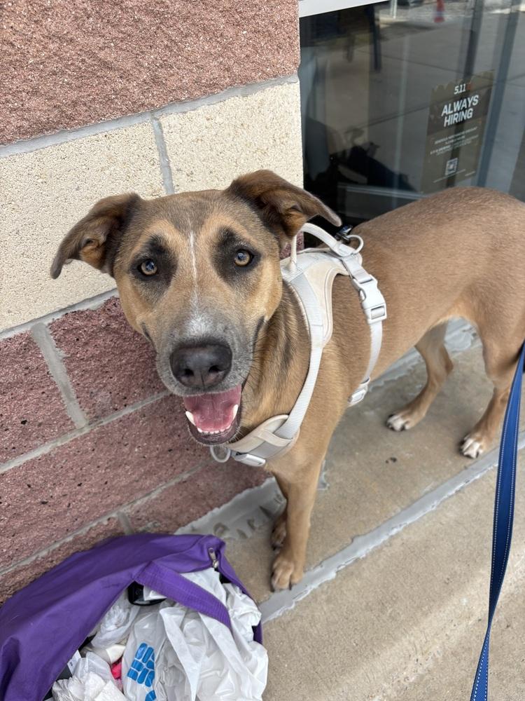 Aurora, a Adoptable mixed breed in Shawnee, OK image 3/6