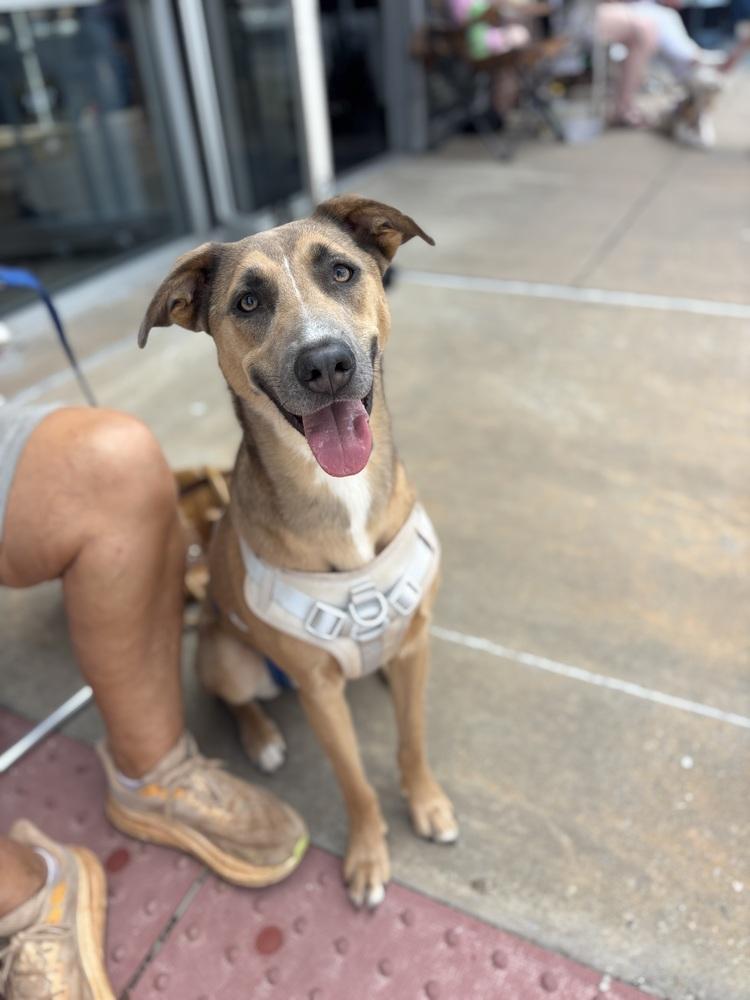 Aurora, a Adoptable mixed breed in Shawnee, OK image 4/6