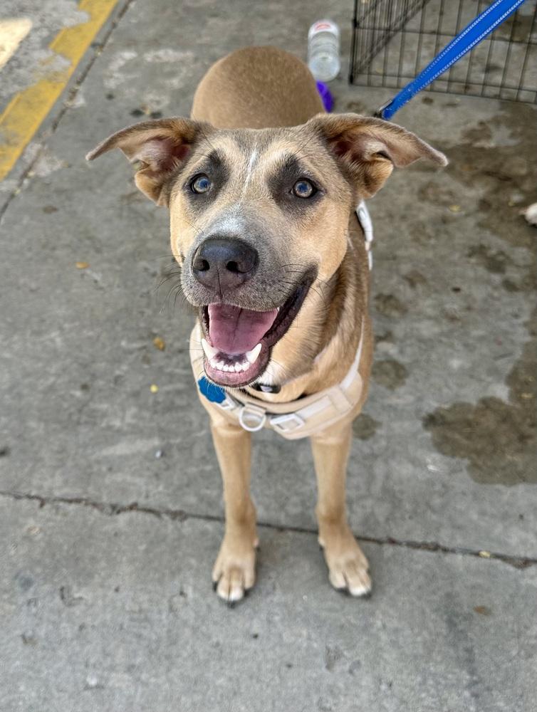 Aurora, a Adoptable mixed breed in Shawnee, OK image 5/6