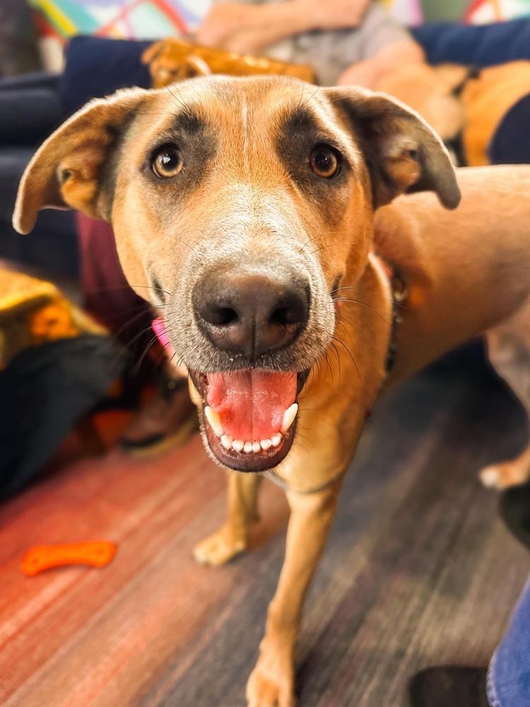 Aurora, a Adoptable mixed breed in Shawnee, OK image 6/6