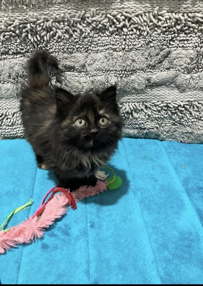 Enlarge Tessa, an adopted mixed breed in Omaha, NE image 1/1