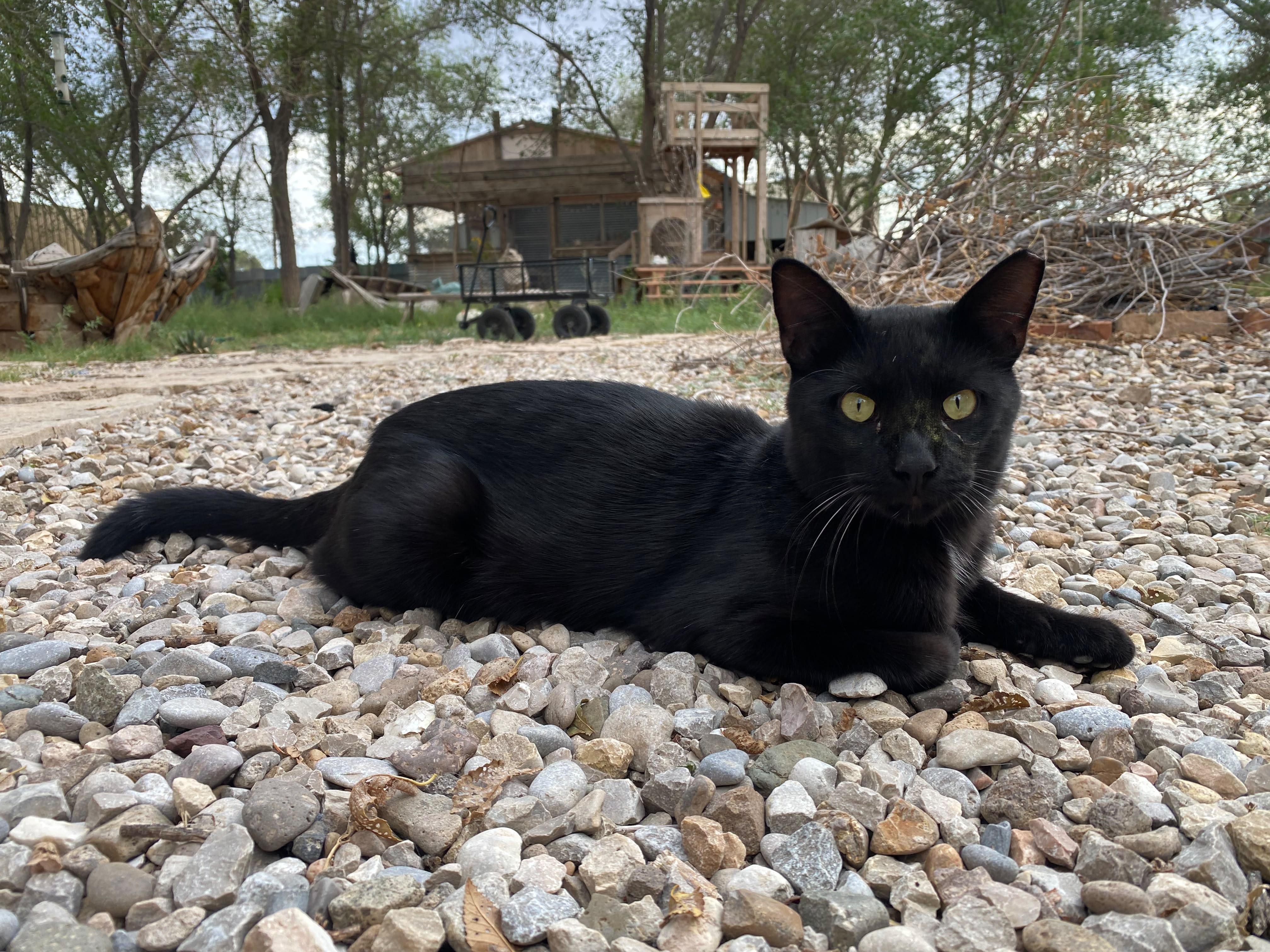Priest, Adoptable, Adult Male Domestic Short Hair.