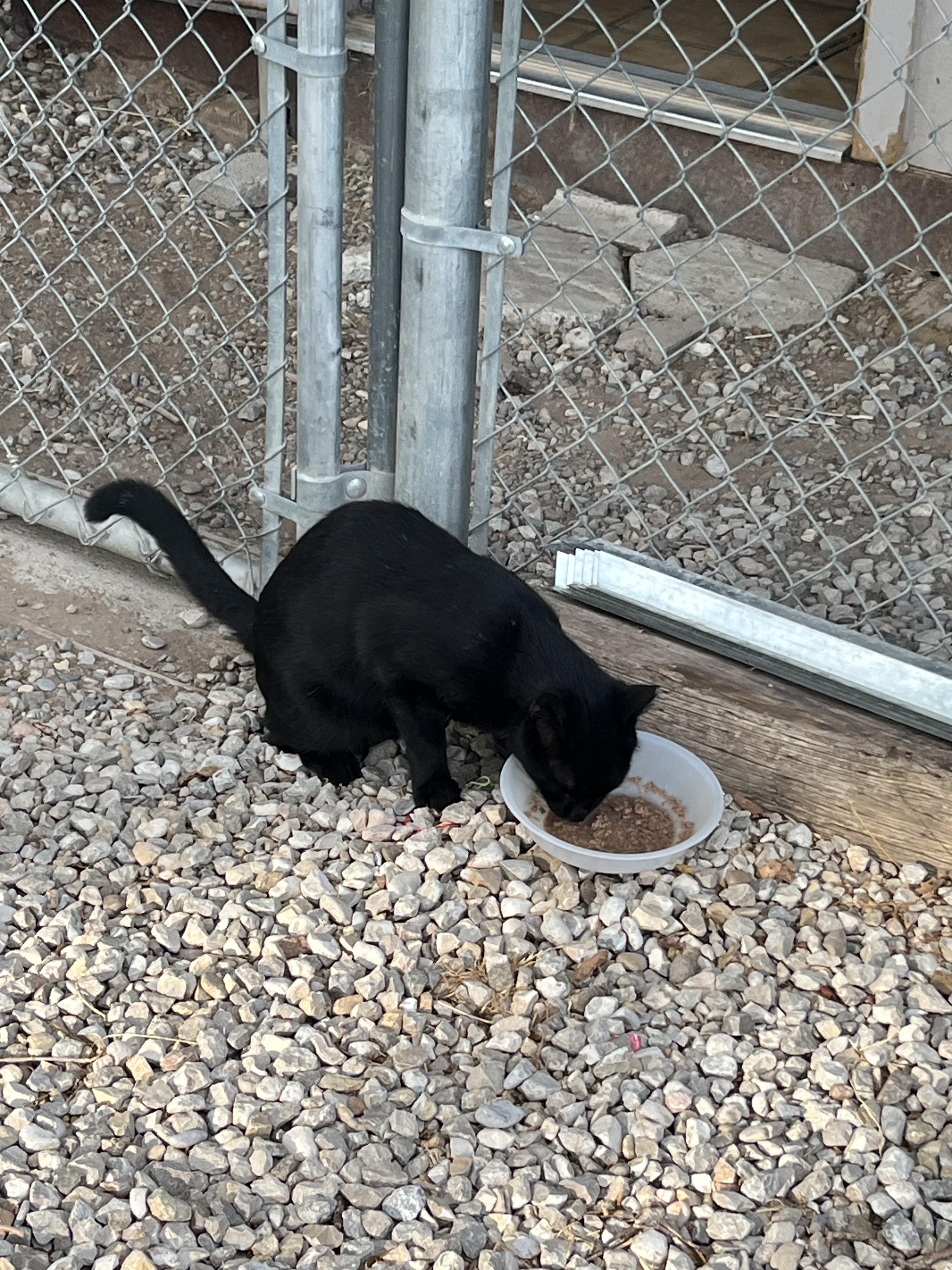 Enlarge Priest, a Adoptable Domestic Short Hair in Roswell, NM image 2/2