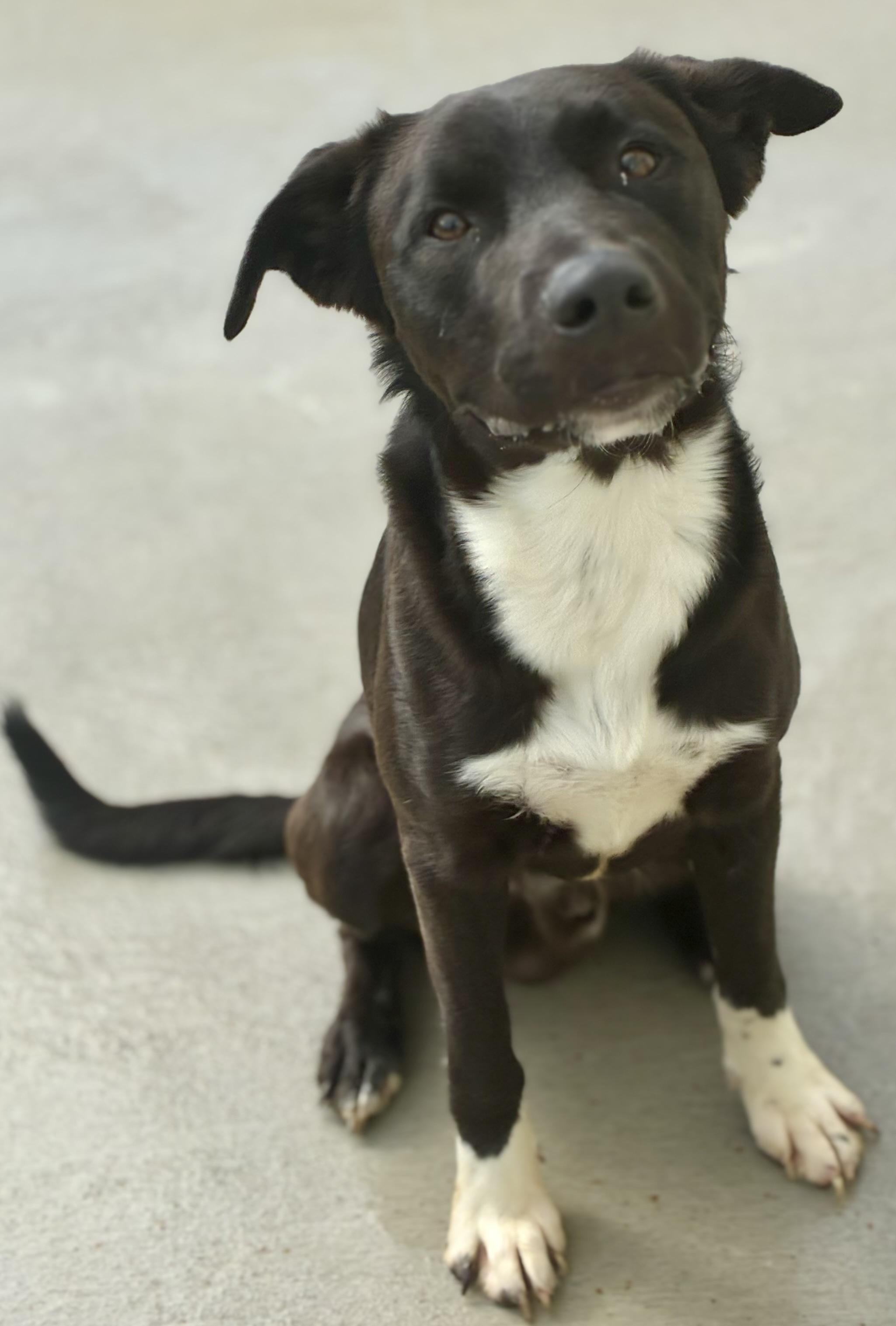 Enlarge Wrigley, a Adoptable mixed breed in Sandusky, MI image 3/5