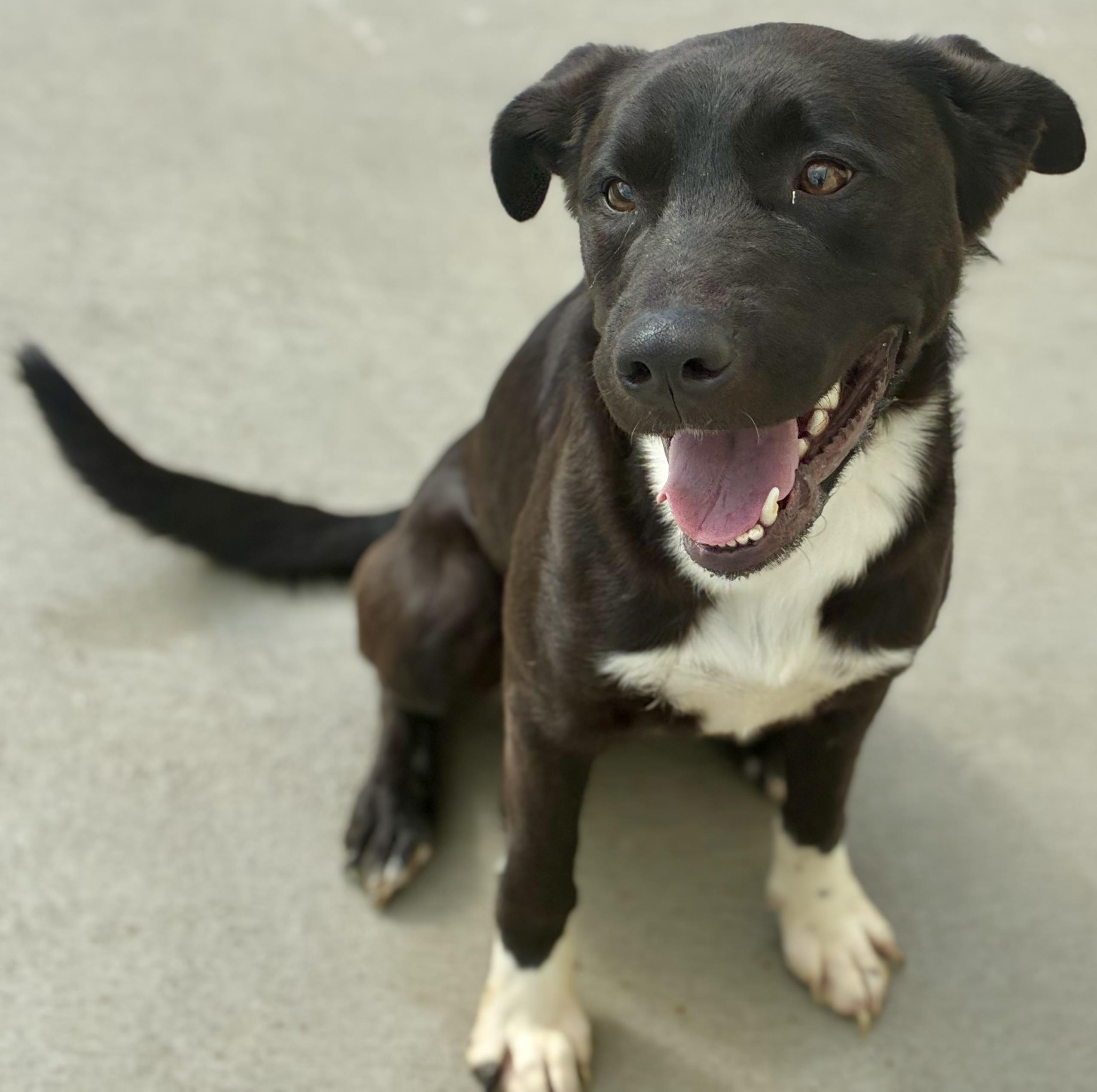 Enlarge Wrigley, a Adoptable mixed breed in Sandusky, MI image 5/5