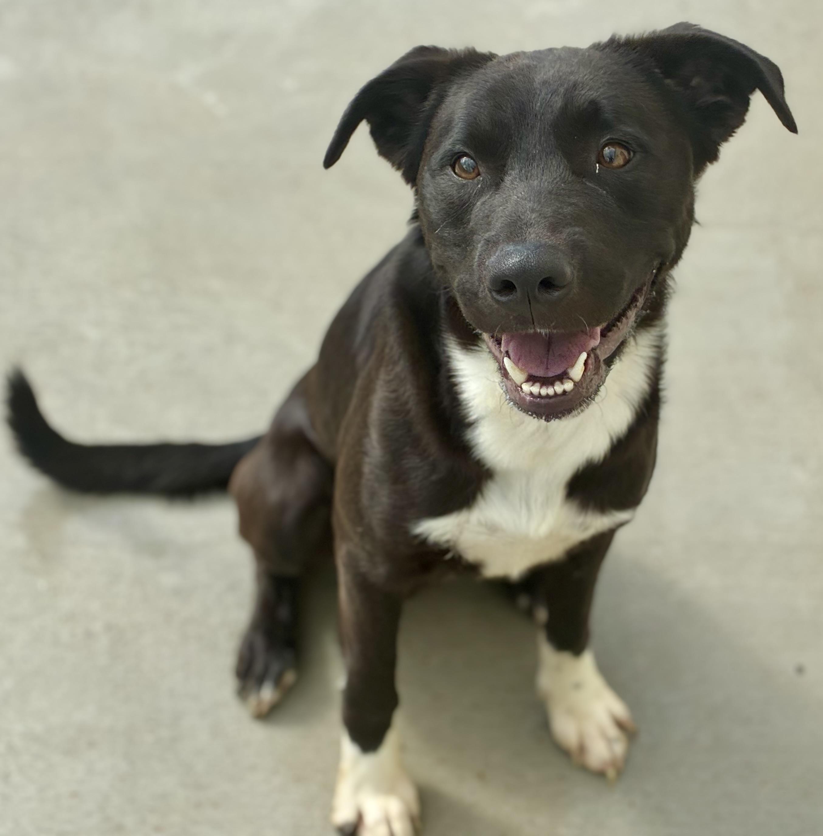 Enlarge Wrigley, a Adoptable mixed breed in Sandusky, MI image 2/5