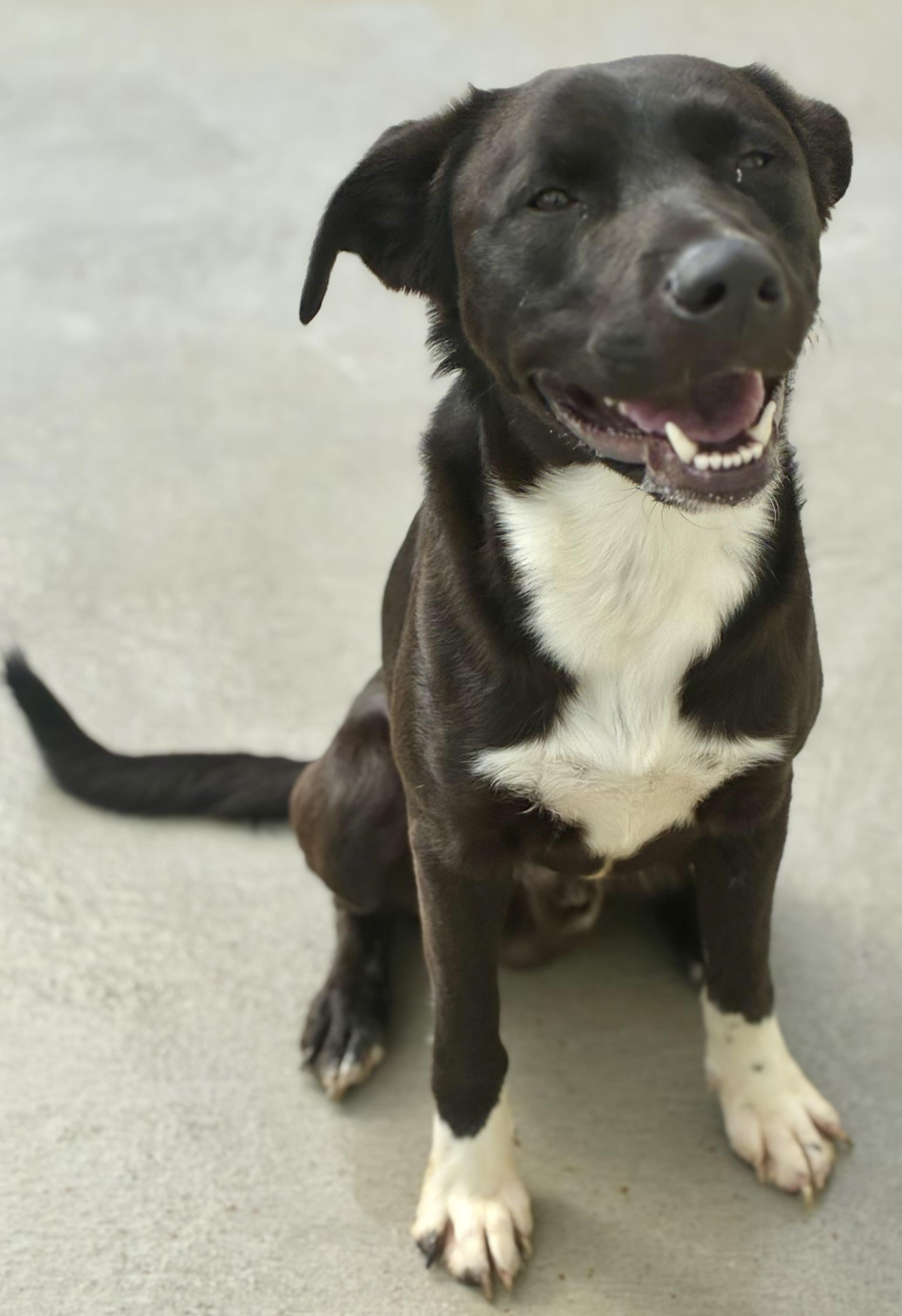 Enlarge Wrigley, a Adoptable mixed breed in Sandusky, MI image 1/5