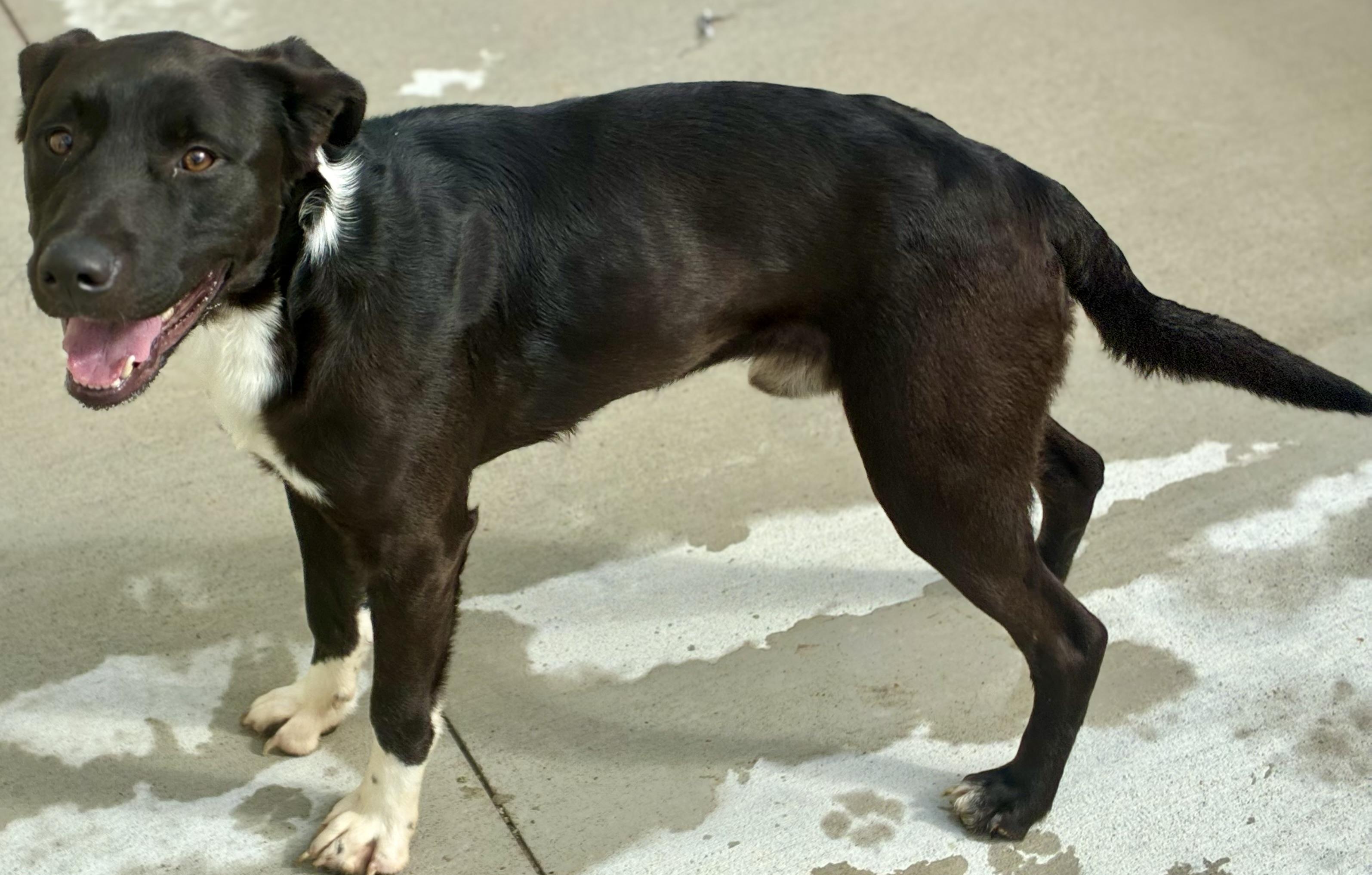 Enlarge Wrigley, a Adoptable mixed breed in Sandusky, MI image 4/5