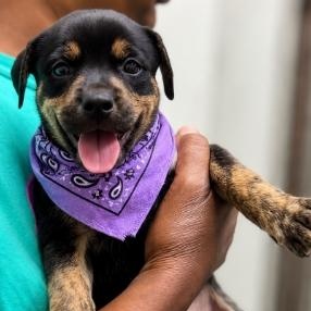 Cookie, adoptable, Puppy Female Rottweiler & Labrador Retriever.
