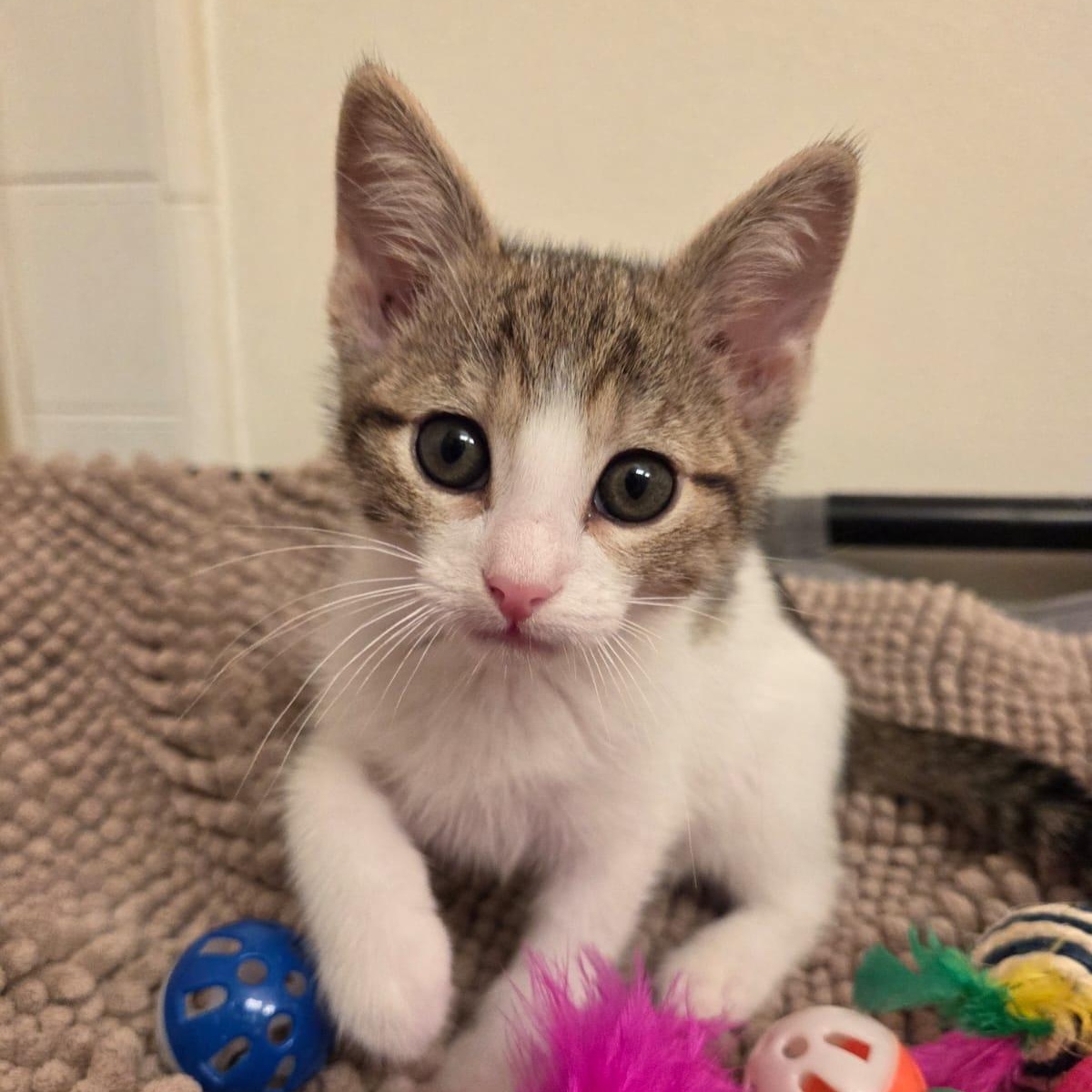 Enlarge Connor, a Adopted American Shorthair in North Hollywood, CA image 1/5