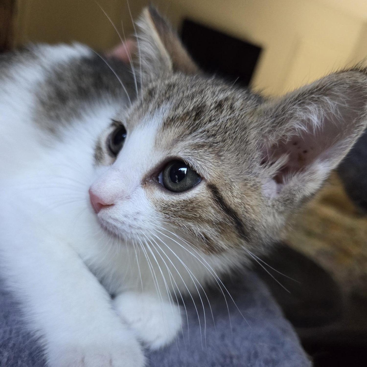 Enlarge Connor, a Adopted American Shorthair in North Hollywood, CA image 4/5