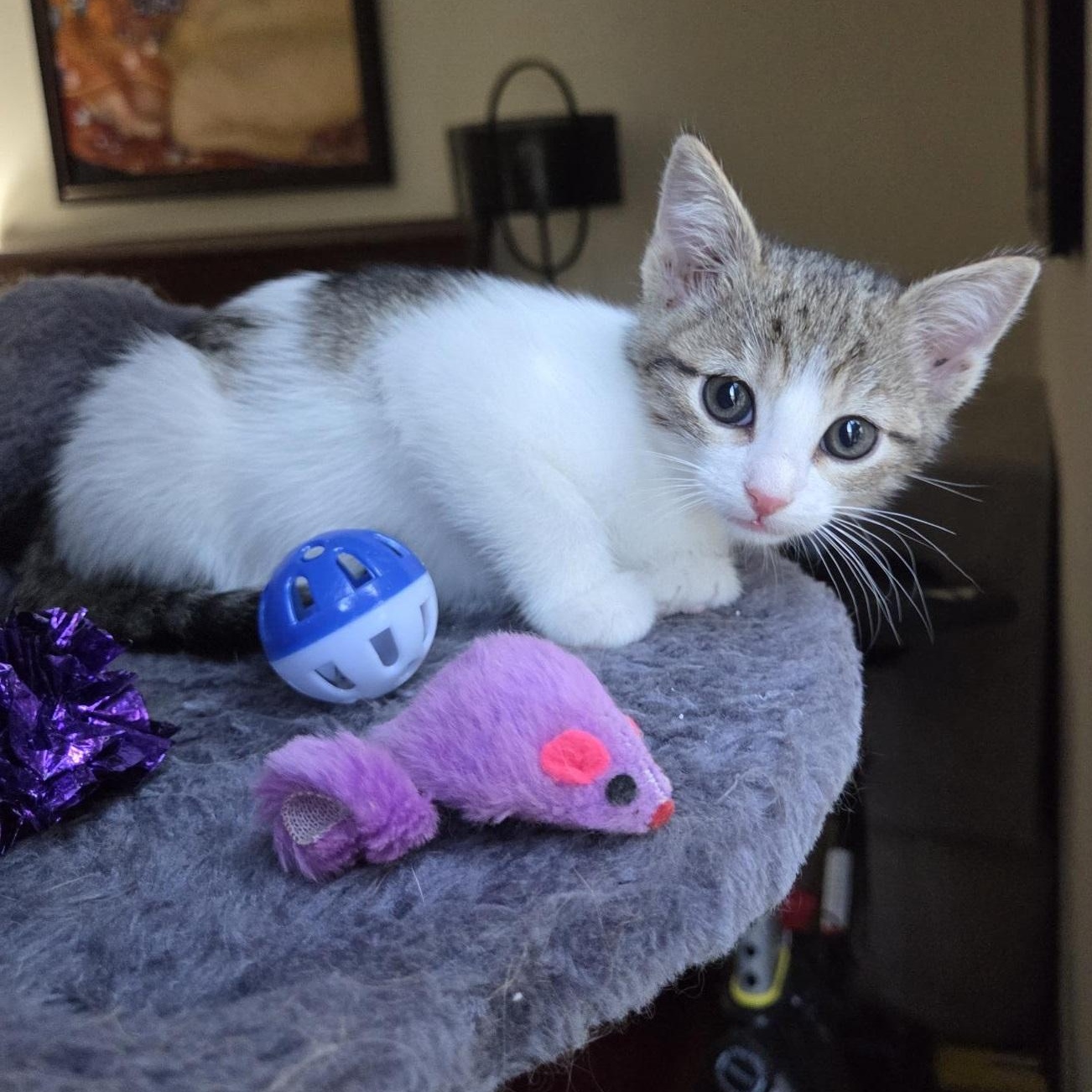Enlarge Connor, a Adopted American Shorthair in North Hollywood, CA image 3/5